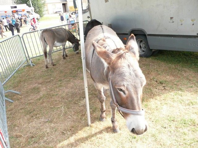 vide grenier 2012 (37).jpg